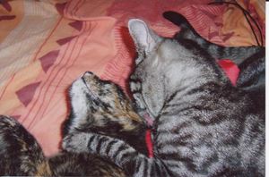L Adoption Du Chaton