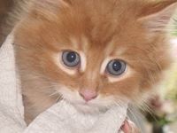 L Adoption Du Chaton L Adoption Du Chaton