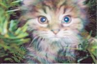 L Adoption Du Chaton