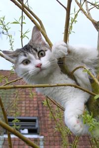 L Adoption Du Chaton