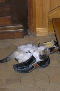 L Adoption Du Chaton