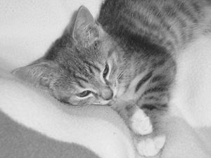 L Adoption Du Chaton L Adoption Du Chaton