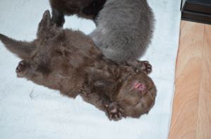 L Adoption Du Chaton L Adoption Du Chaton