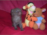 L Adoption Du Chaton