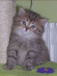 L Adoption Du Chaton