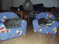 L Adoption Du Chaton