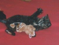 L Adoption Du Chaton L Adoption Du Chaton