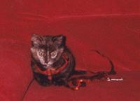 L Adoption Du Chaton L Adoption Du Chaton